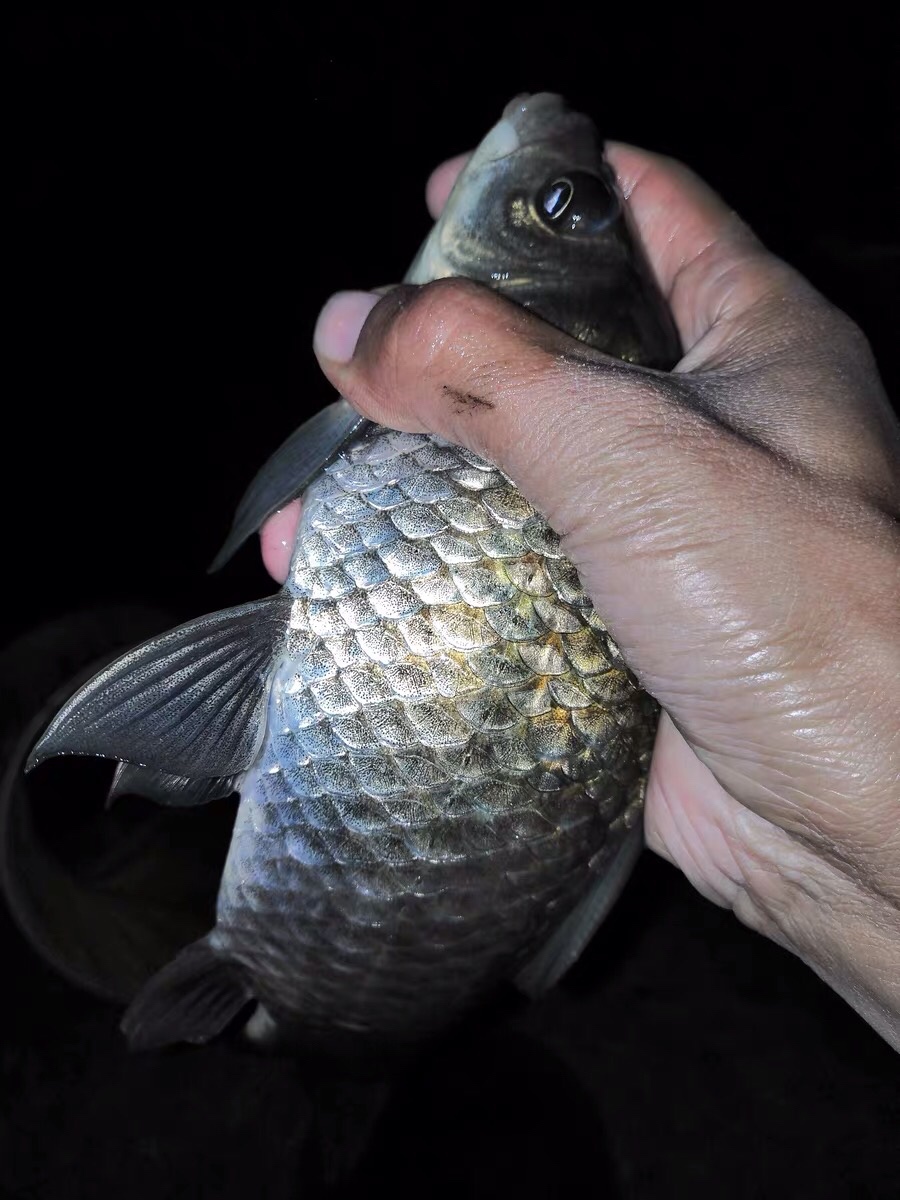 晚春钓鱼秘诀大全,早春钓鱼四字口诀