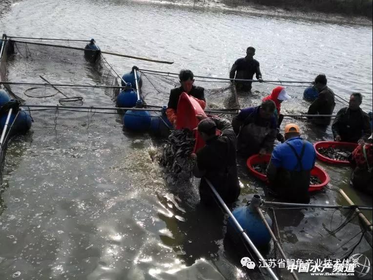 斑点叉尾鮰鱼种春季放养技术要点,斑点叉尾鮰高密度养殖技术视频