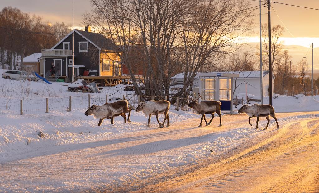 罗弗敦群岛旅行攻略,罗弗敦群岛游记
