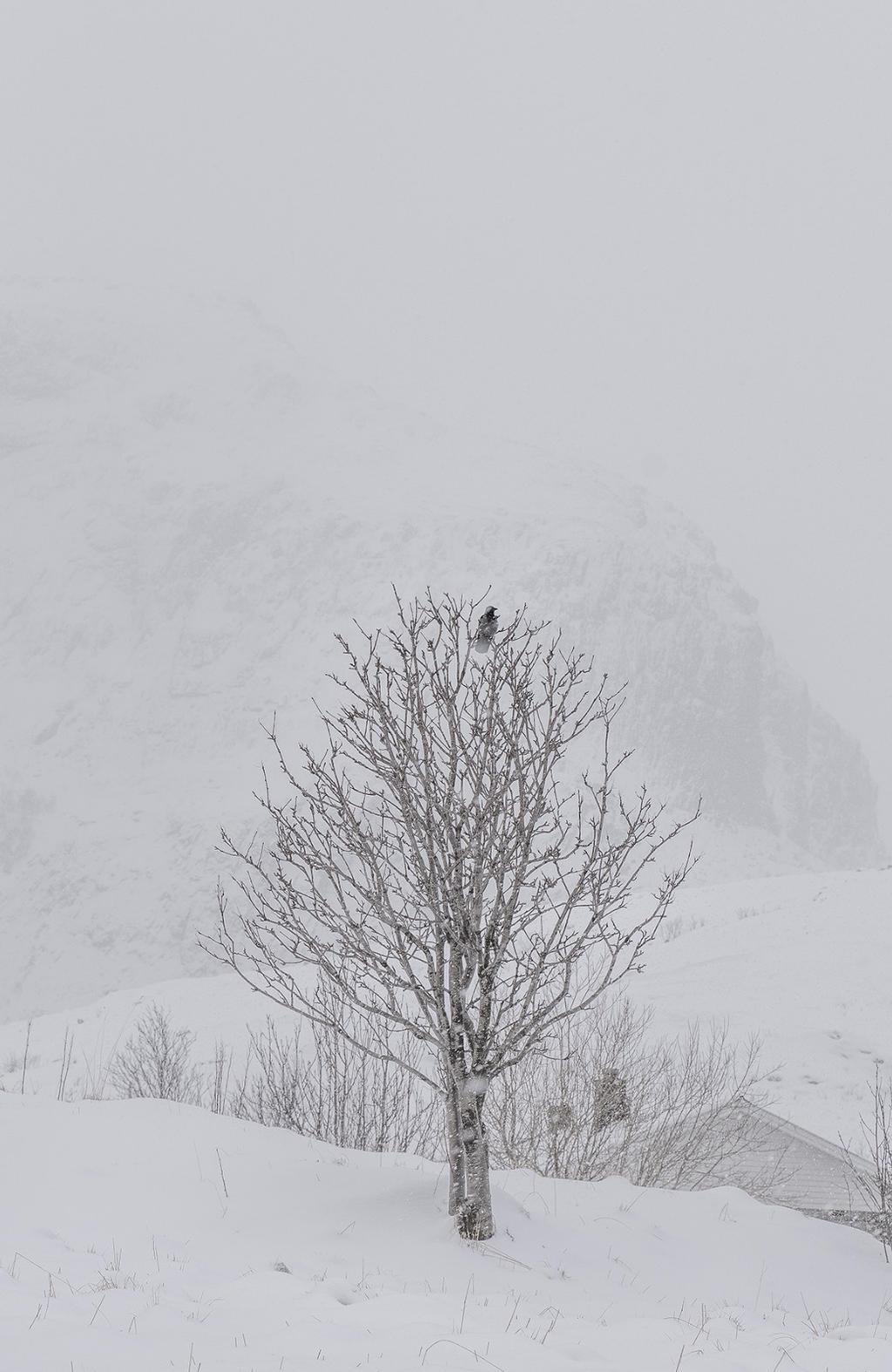 罗弗敦群岛一日游攻略,罗弗敦群岛旅行