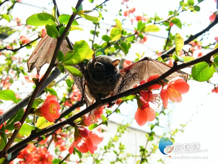 星辰文艺|钟武伟:吃蝙蝠?苏轼兄弟的态度不一样