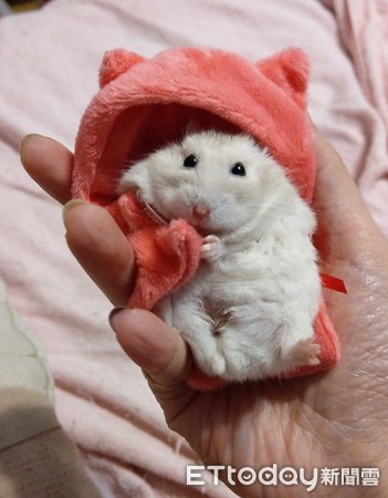 仓鼠结扎露粉红嫩肚 举起小手打招呼