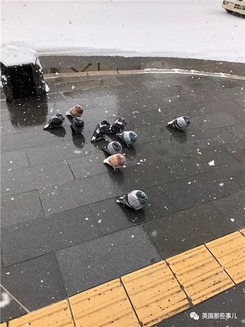 同样是冬天胖成球，凭什么鸟球就这么可爱