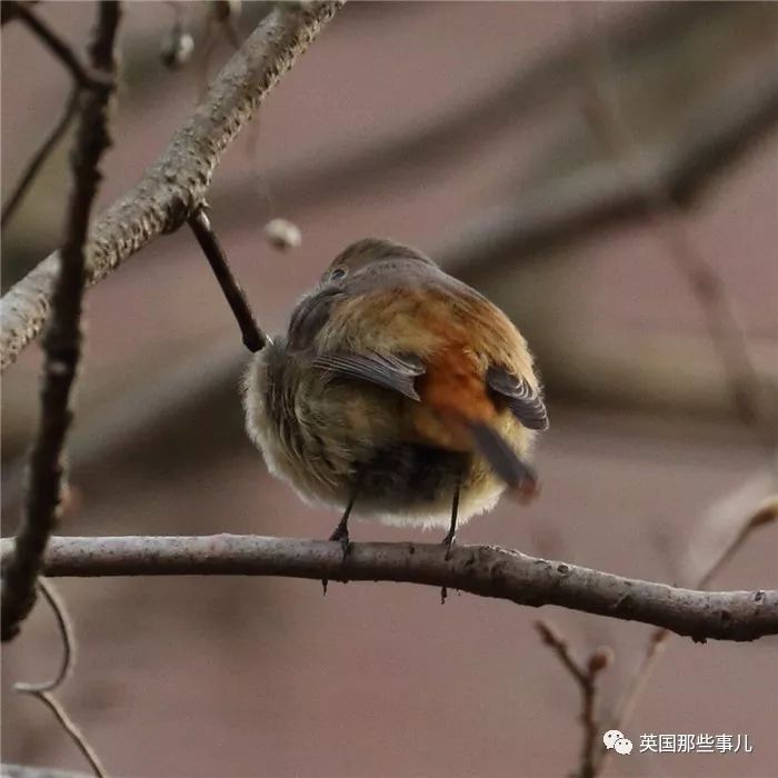 同样是冬天胖成球，凭什么鸟球就这么可爱