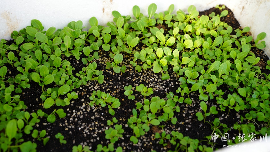 战疫不误农时原文,全力迎击疫情防控阻击战