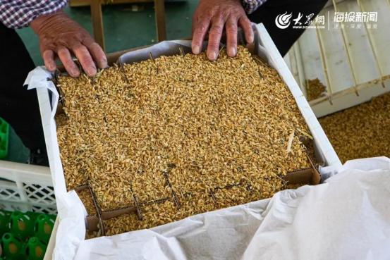 1元微力量捐款到武汉丨30枚爱心鲜鸡蛋26.8元，顺丰包邮到家