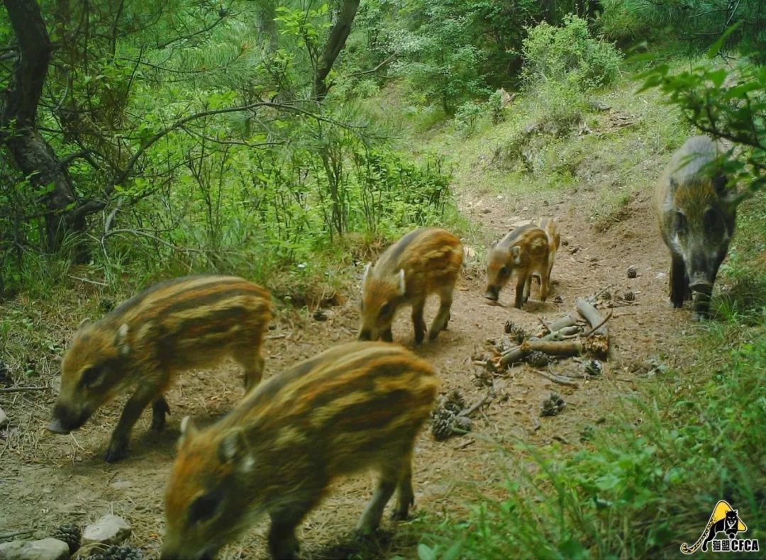 盘点被吃灭绝的动物,被吃最惨的外来物种