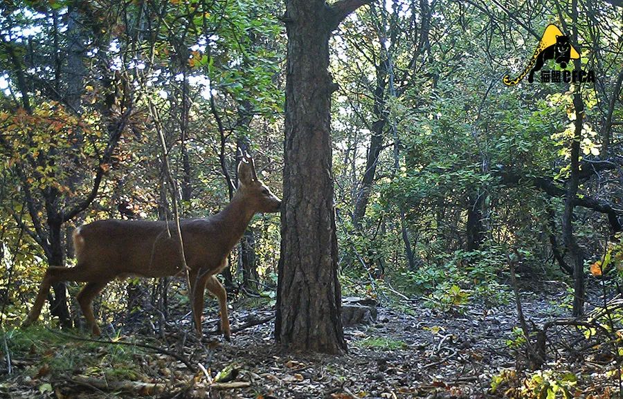 盘点被吃灭绝的动物,被吃最惨的外来物种