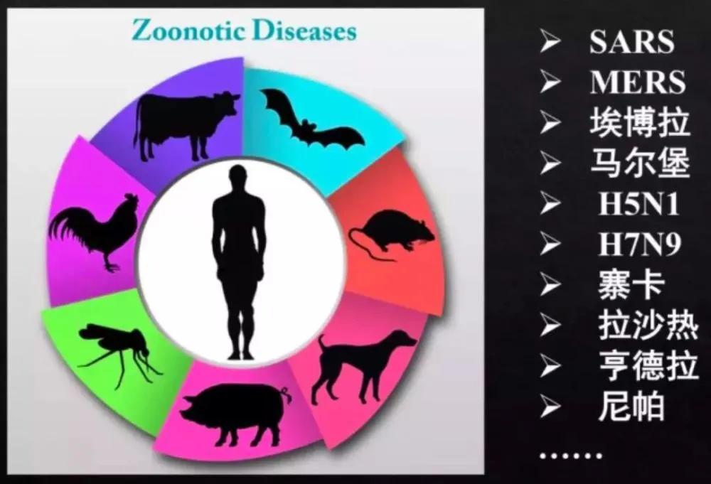 哪些动物属于野味,别再吃野生动物管住自己嘴