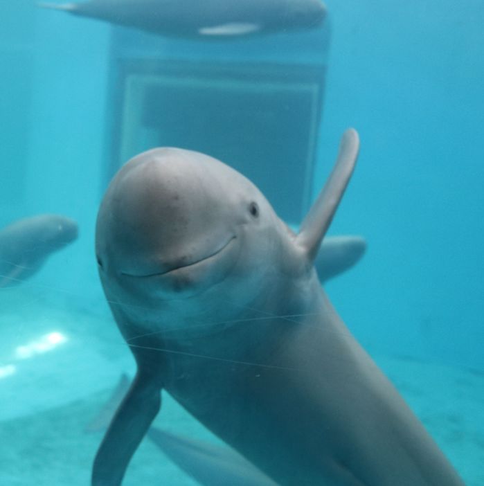 长江寻江豚,长江江豚的微笑