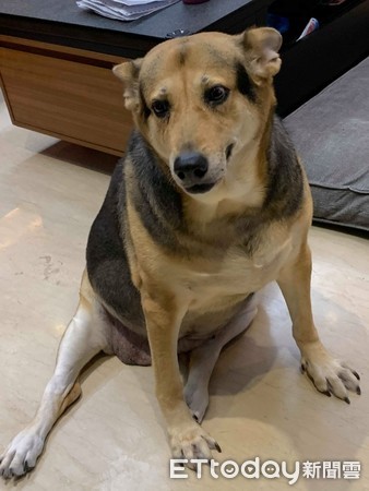 老狗半夜哭要怎么解决,老年犬一天到晚都在喘粗气怎么办