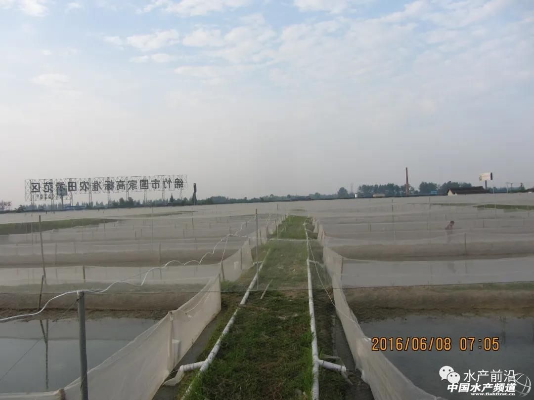 青蛙养殖是骗局还是靠谱的,青蛙养殖真的是炒作吗