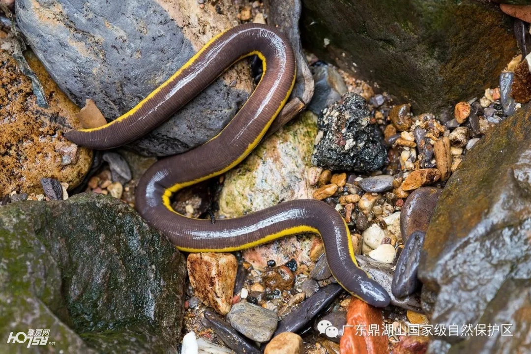 足不出户带你去欣赏美丽的风景,鼎湖山保护区
