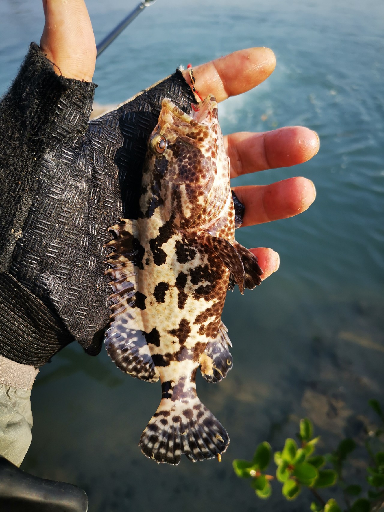 路亚一步到位还是循序渐进好,摸索反思