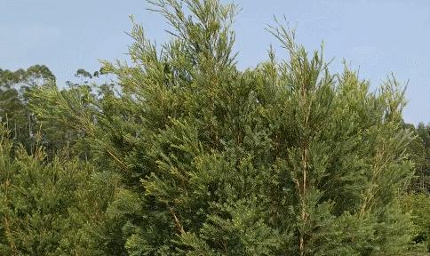 头上的螨虫用什么方法消除,头上又油又痒