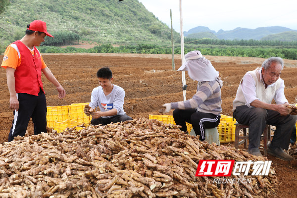学生助农插秧志愿者活动,志愿者助力贫困户春耕备耕