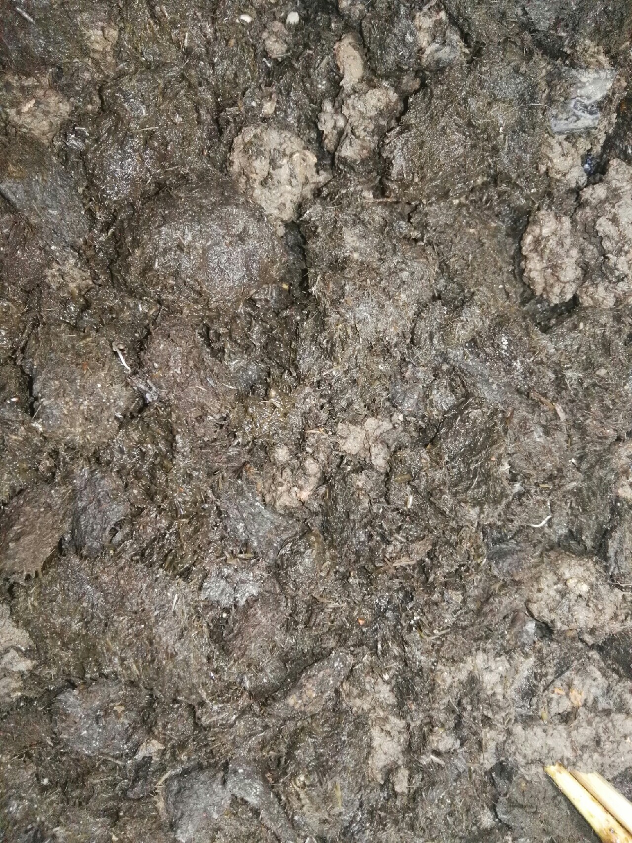 蚯蚓保存放保鲜还是放急冻,大批量蚯蚓怎样存放成活率高