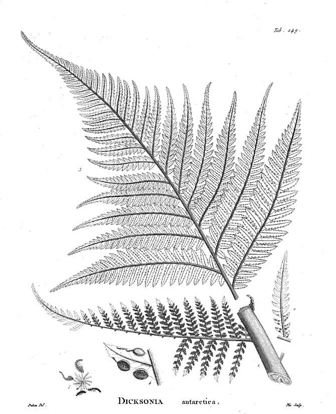 一年一度的植树,现在正在植树的视频
