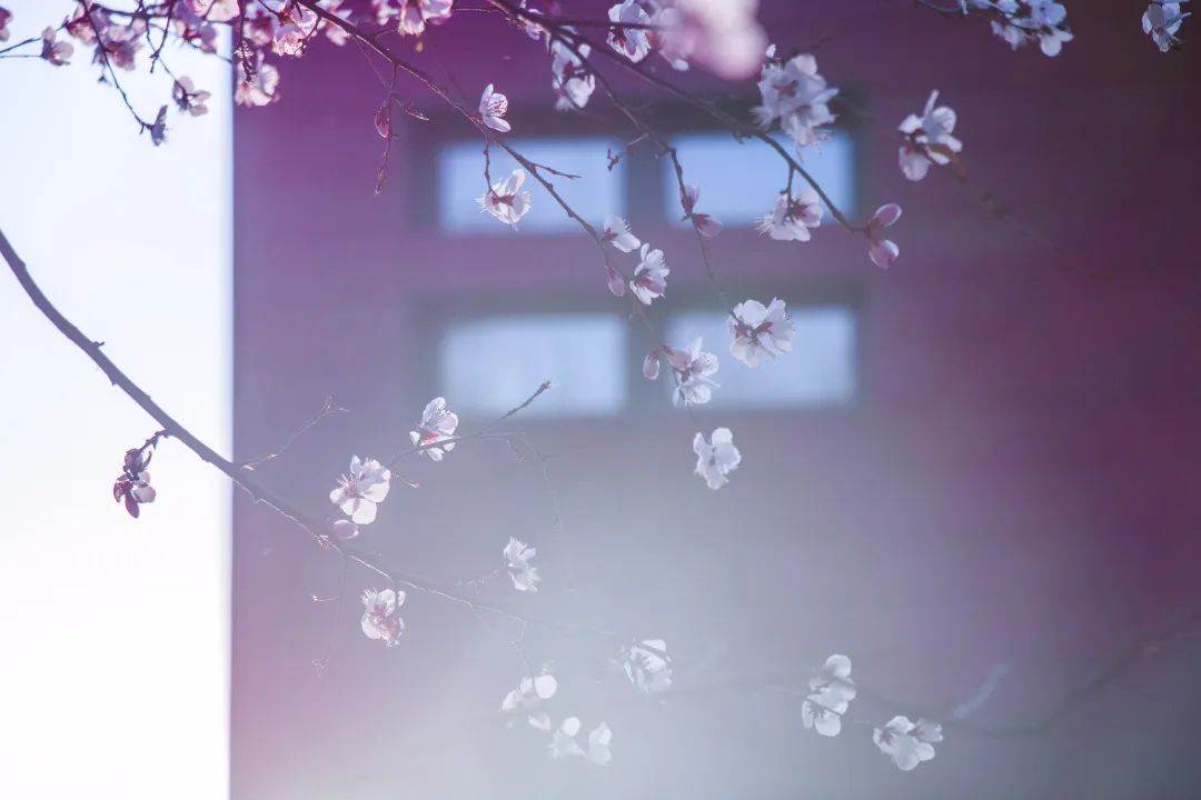 清华免费课程直播,清华课程直播