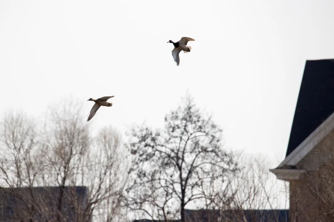 佳能最强eos10bit视频机,佳能eos-1dxmarkiii