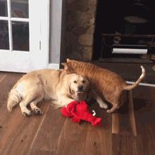 警惕狗狗装病,狗狗产后抑郁有哪些症状