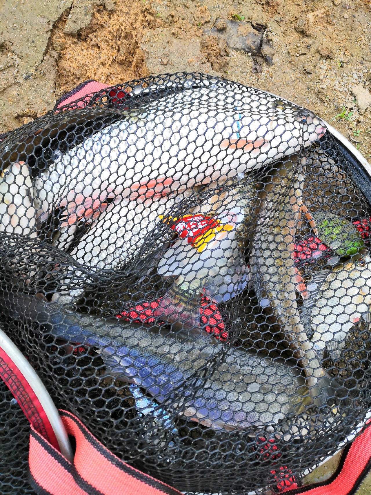 增江钓土鲮时间,增江土鲮爆护