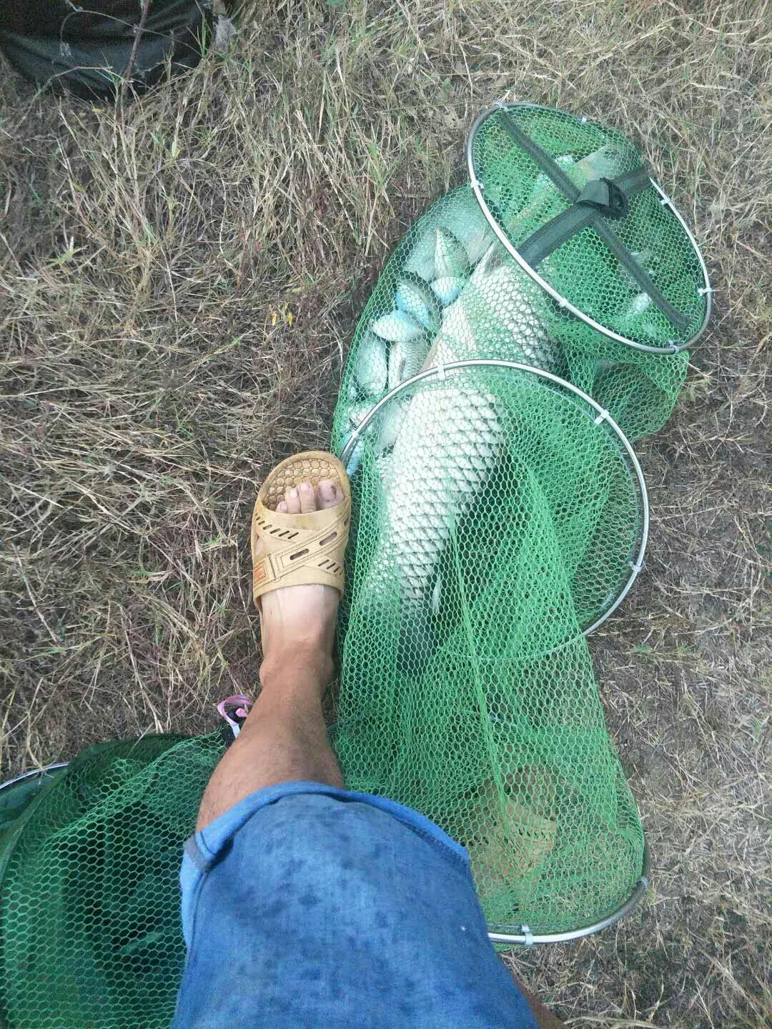 鲫鱼窝料最实用的一款,鲫鱼窝料自制配方全套卖