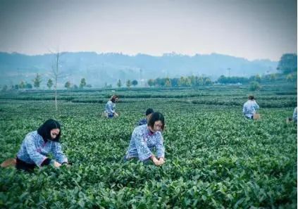 成都田园风光旅游攻略,成都旅游攻略清吧