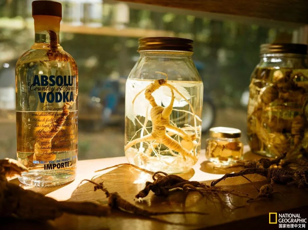 南北大战人参,人参对决