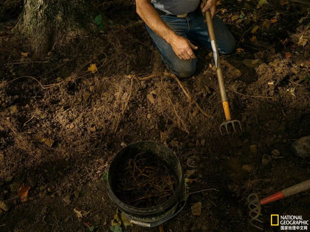 南北大战人参,人参对决