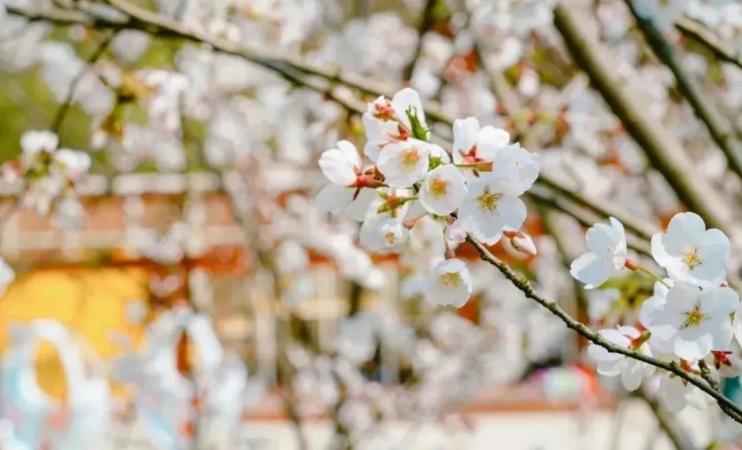 南京赏花地图请收好,江宁赏花好去处