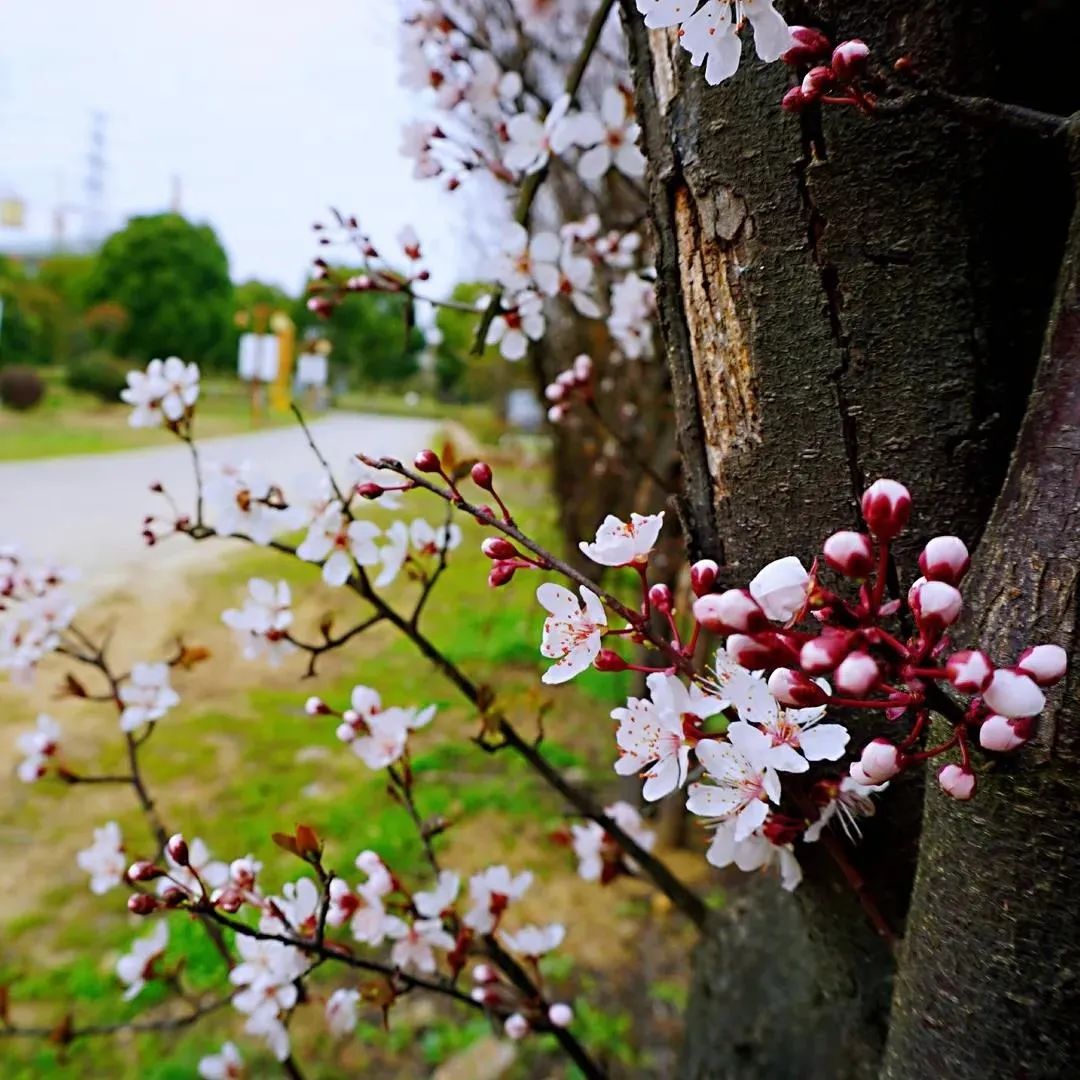 南京赏花地图请收好,江宁赏花好去处