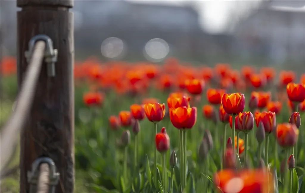 南京赏花地图请收好,江宁赏花好去处