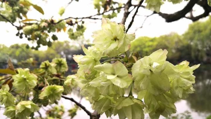 西湖三潭印月樱花,三潭印月樱花