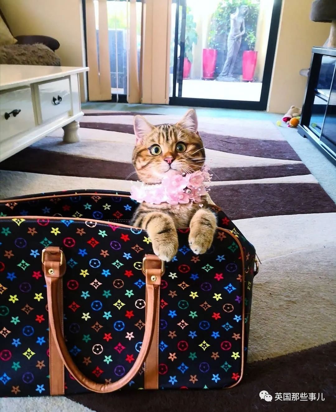 高颜值会笑的橘猫,又可爱又萌萌哒的小橘猫