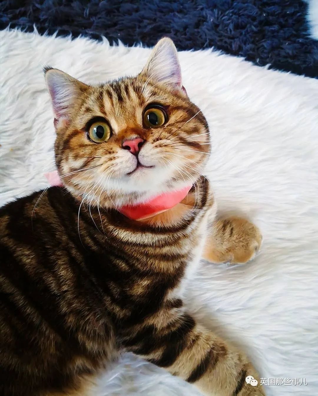 高颜值会笑的橘猫,又可爱又萌萌哒的小橘猫