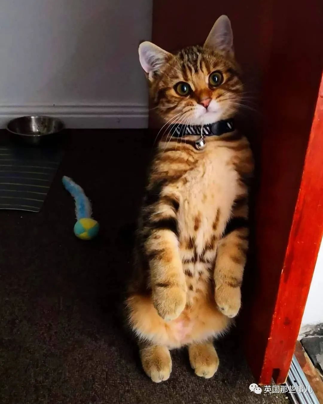 高颜值会笑的橘猫,又可爱又萌萌哒的小橘猫