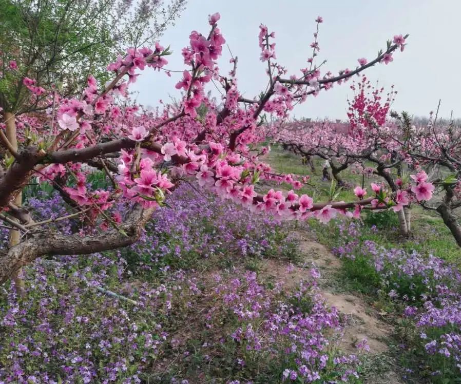 荆山塬花开正当时，复工路上，我们一直在