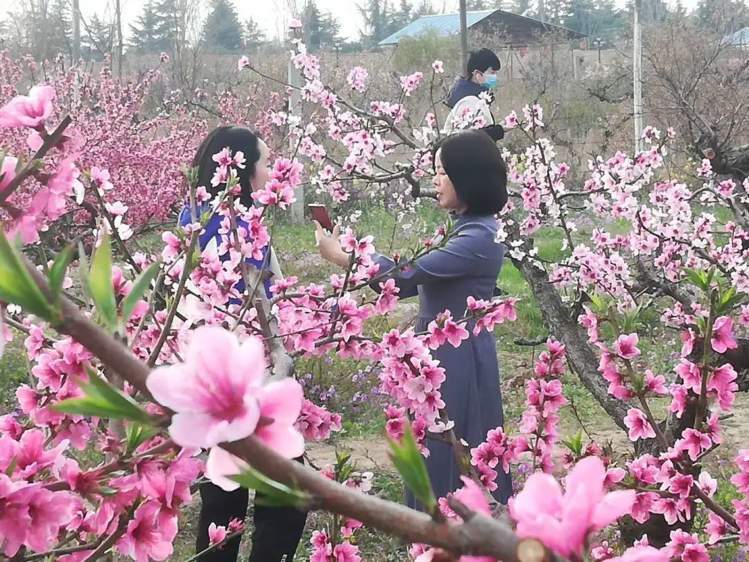 荆山塬花开正当时，复工路上，我们一直在