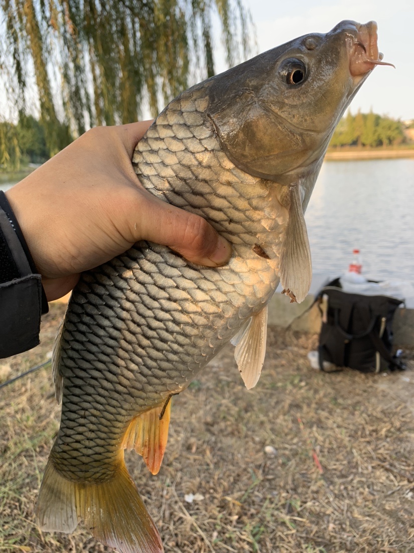 自制丁香酒饵料,自制丁香饵料钓鱼方法