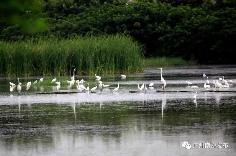南沙生态田园风光,南沙湿地环境