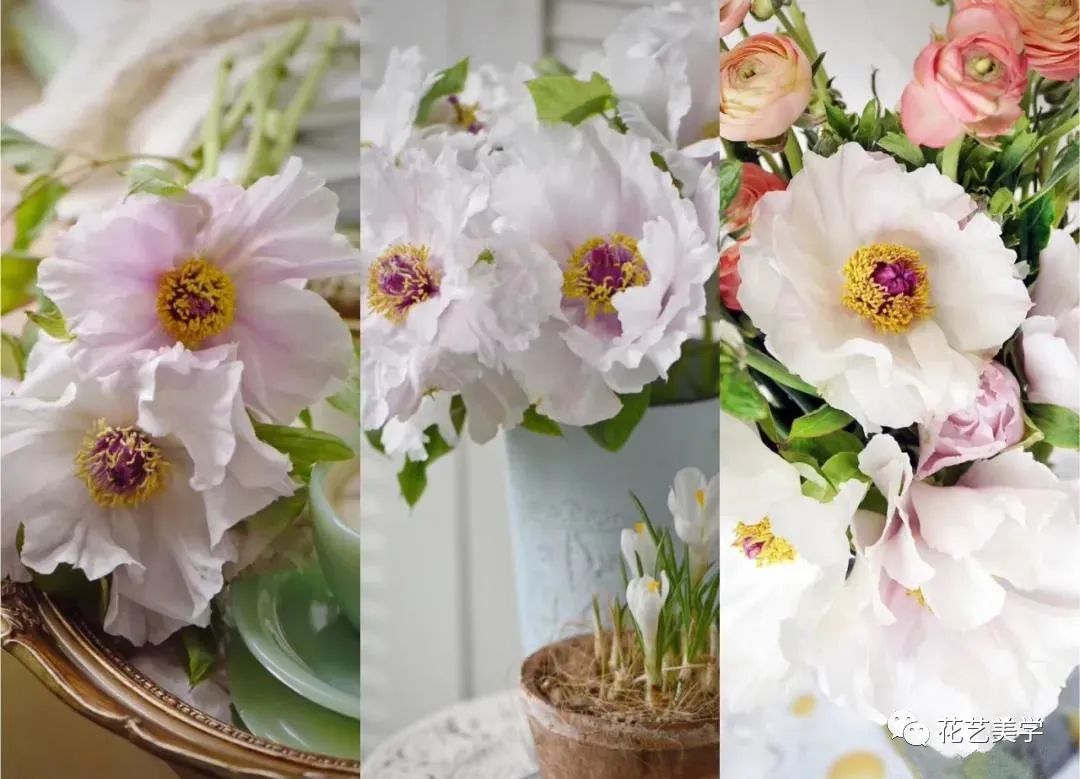 油牡丹有哪些颜色,春季油牡丹图片