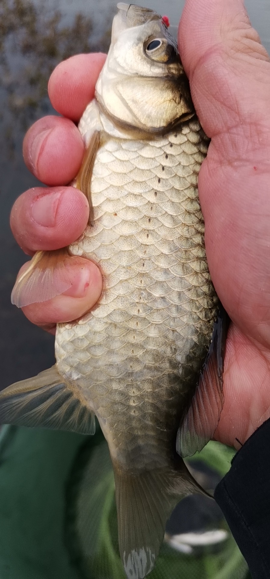 春天红虫钓鱼实战测试,春天矶竿滑漂钓鲫鱼视频