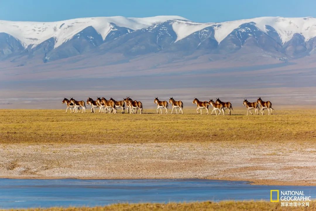 可可西里爱而不得,不要盲目向往可可西里