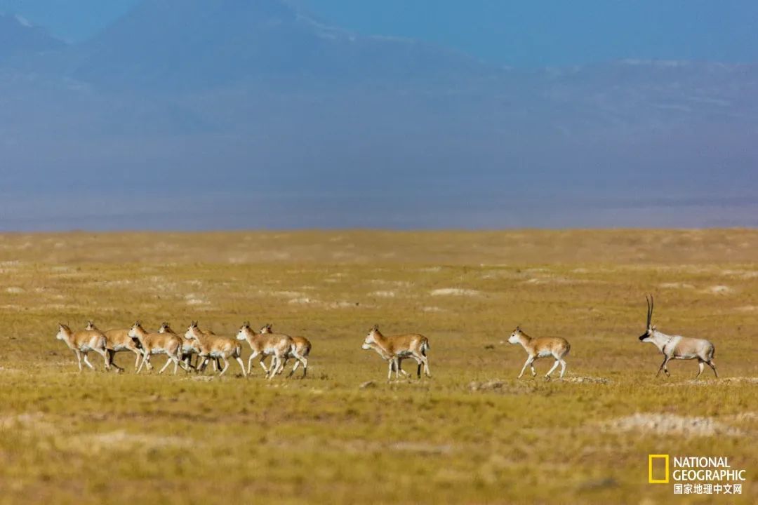可可西里爱而不得,不要盲目向往可可西里
