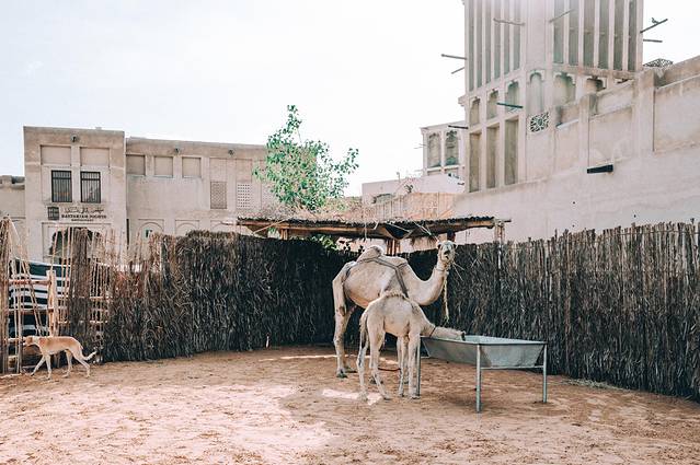 阿联酋迪拜之行,小狮妹和爸爸