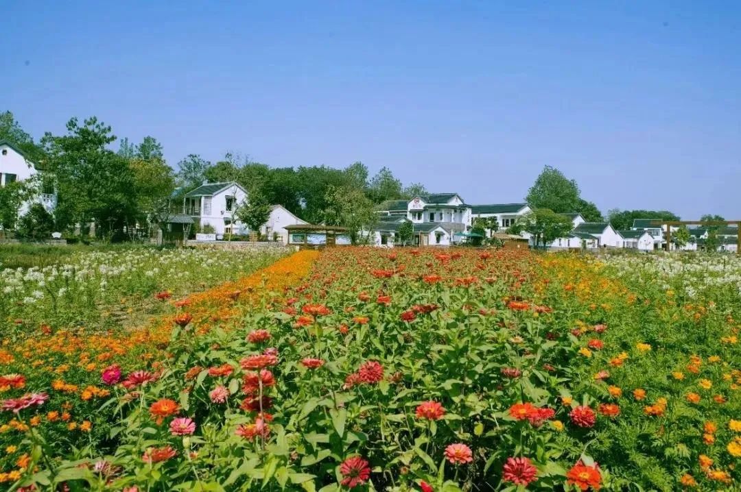 南京江宁网红打卡点有哪些,春日限定江宁新晋网红打卡点出炉