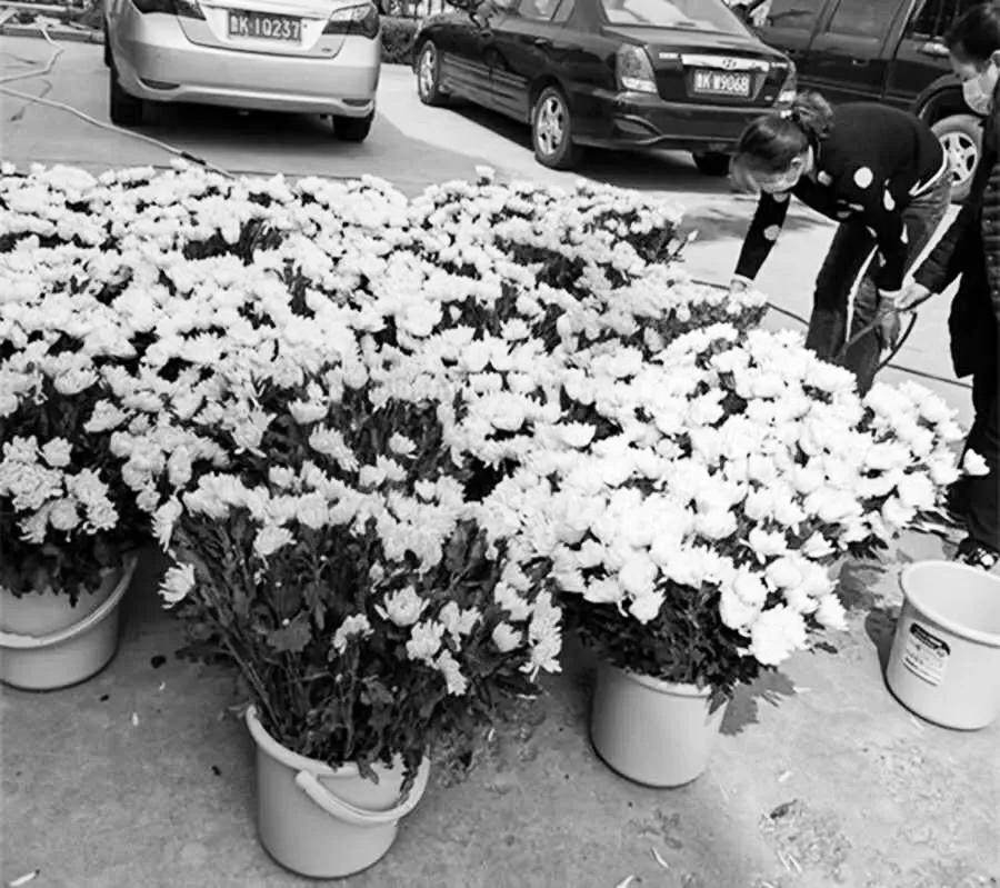 威海市开展清明节祭扫活动,别样清明一样情云上祭祀寄哀思