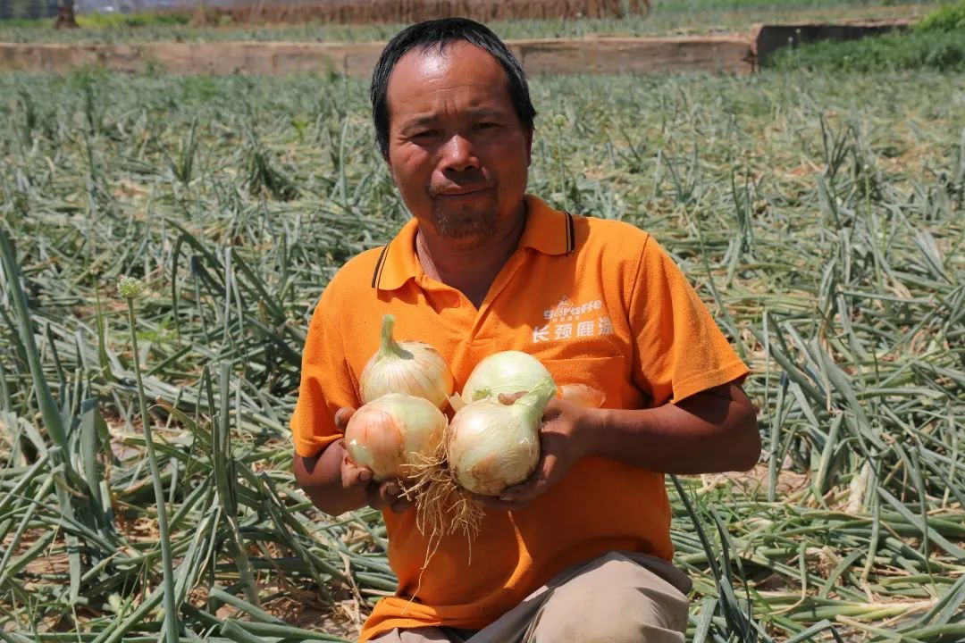 仅售9.9元/5斤!云南10万吨出口级洋葱困在地里,价格贱到农民流泪…央视已报道,恳请相助