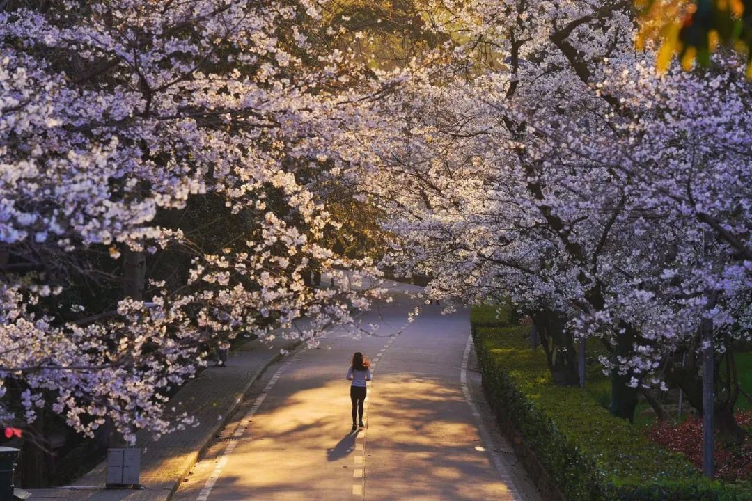 武汉终于解封！待到樱花再开时，相约这座英雄城市可好？